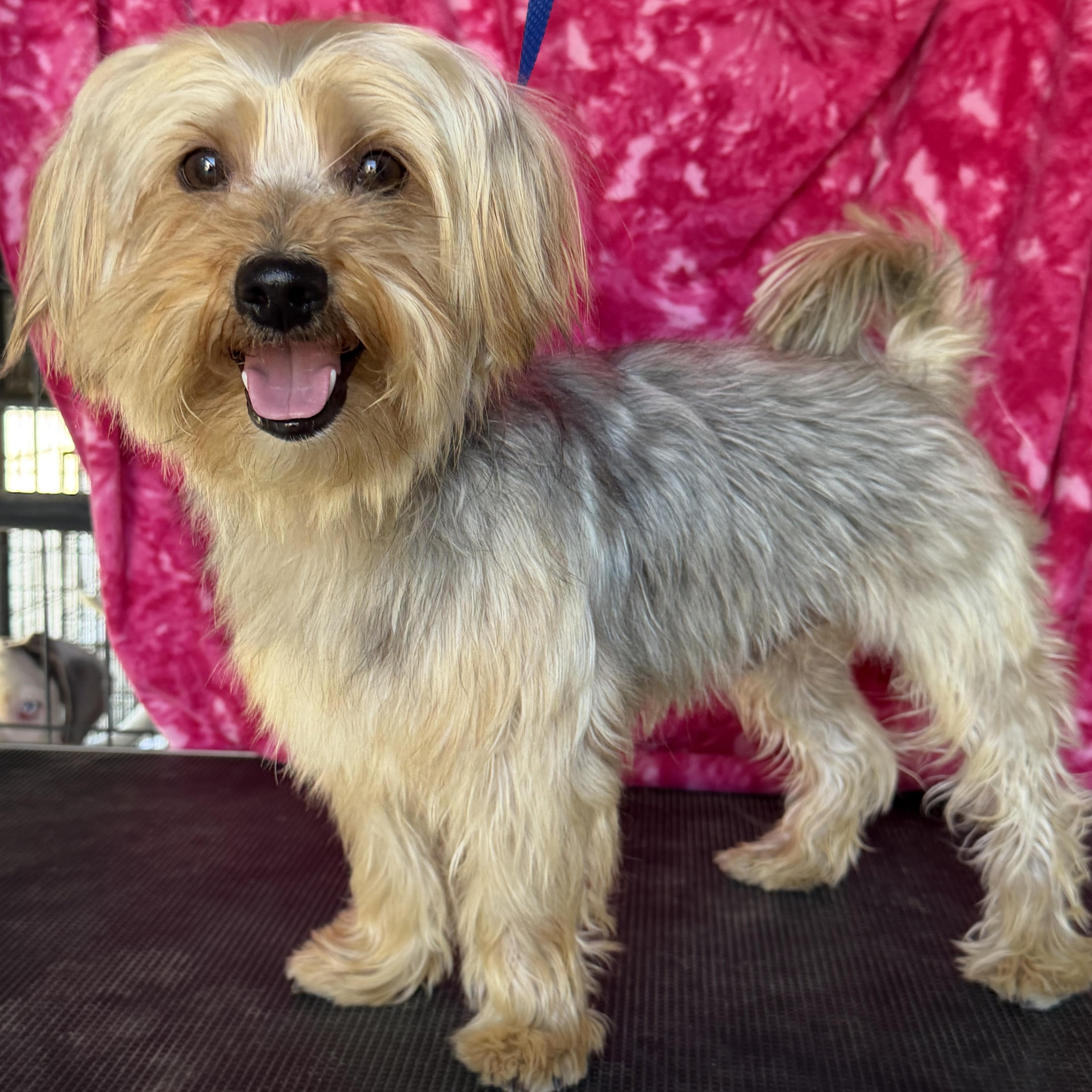 A young small-sized male Yorkshire Terrier dog named Ziggy for adoption in Knightsen, CA
