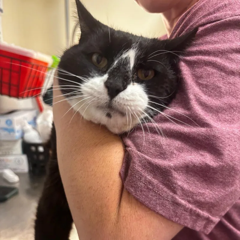 A senior large-sized male Black Domestic Short Hair cat named Pat for adoption in Tulsa, OK