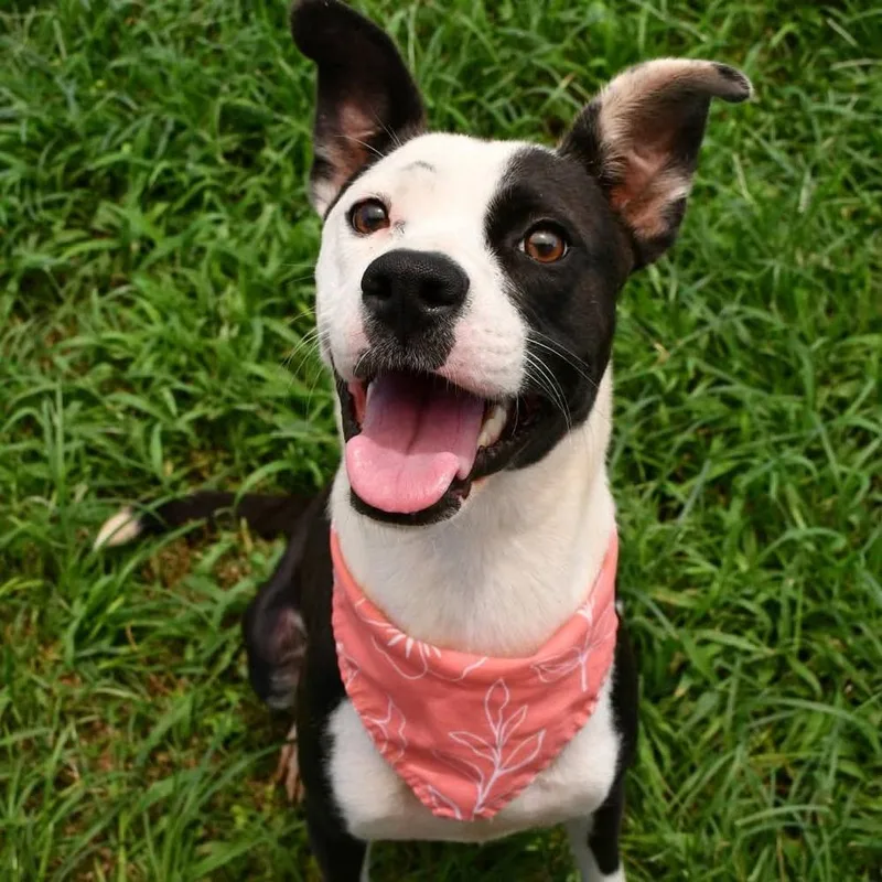 A young medium-sized female Tricolor (Brown, Black, & White) Pit Bull Terrier dog named Honeydrop A for adoption in Silsbee, TX