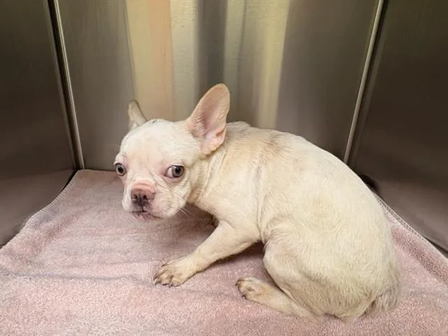 A young small-sized female French Bulldog dog named Nova for adoption in Tustin, CA