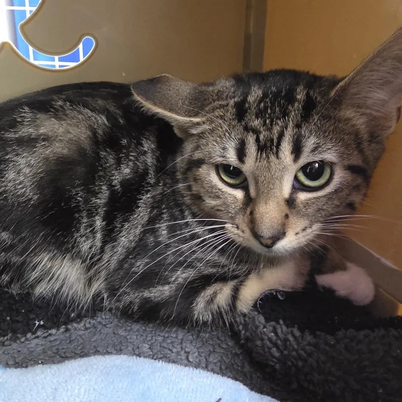 A baby small-sized female Brown / Chocolate Domestic Short Hair cat named Madilyn for adoption in Oshkosh, WI