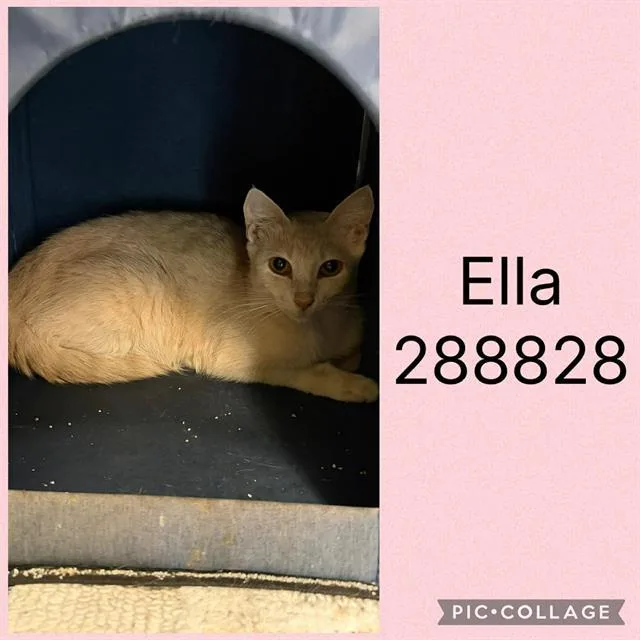 A young large-sized female Domestic Short Hair cat named Ella for adoption in Macon, GA
