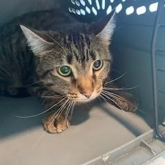 An adult small-sized male Brown / Chocolate Domestic Short Hair cat named Reggie for adoption in West Des Moines, IA