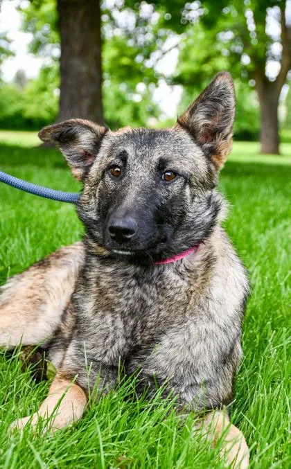 An adult medium-sized female Shepherd dog named Mia for adoption in Yakima, WA