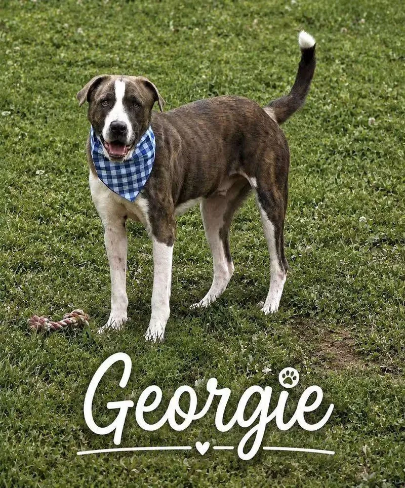 A young large-sized male Catahoula Leopard Dog dog named Georgie for adoption in Washington , PA