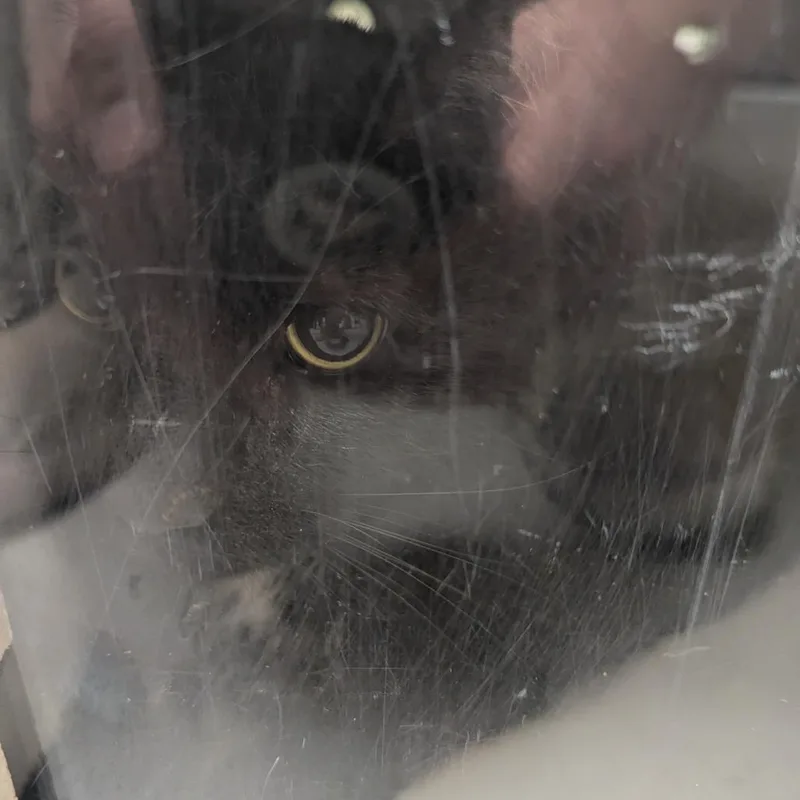 An adult extra large-sized male Black Domestic Medium Hair cat named That's Showbiz Baby for adoption in Charlottesville, VA