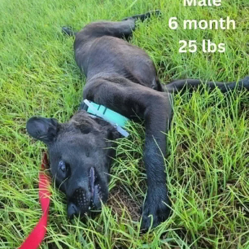 A young medium-sized male Labrador Retriever dog named Arthur for adoption in Tomah, WI