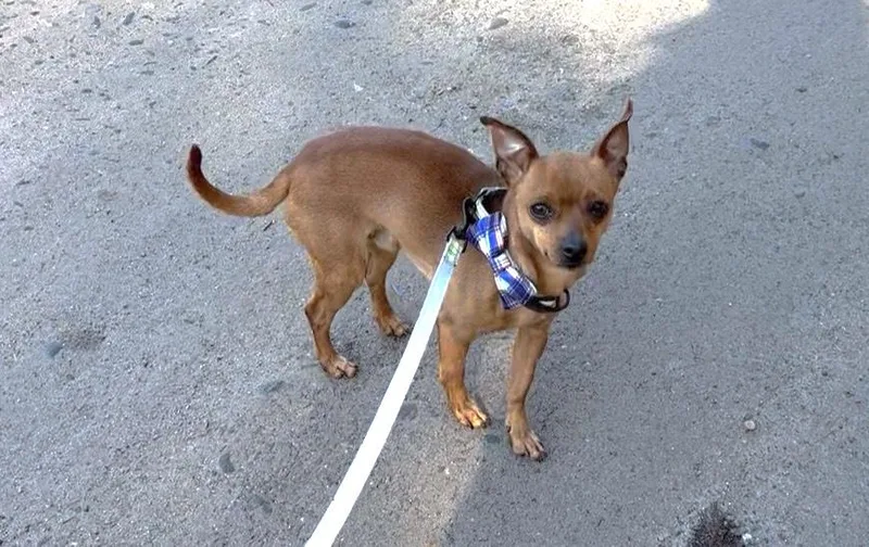 An adult small-sized male Golden Chihuahua dog named Denny for adoption in Weare, NH