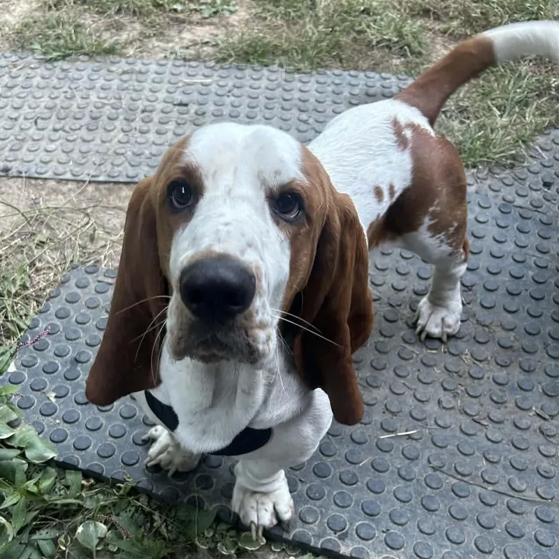 A young medium-sized male Basset Hound dog named Cash for adoption in Knoxville, TN