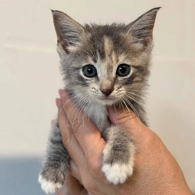 A baby small-sized female Gray / Blue / Silver Domestic Long Hair cat named Genevieve for adoption in Tampa, FL