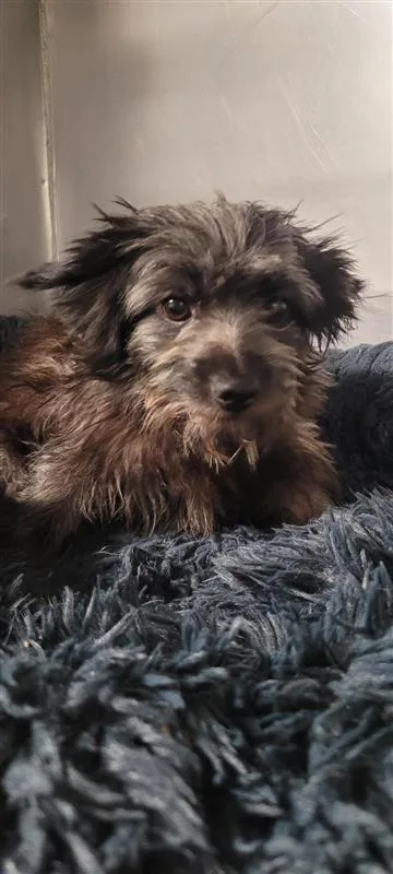 An adult small-sized male Mixed Breed dog named Moss for adoption in West Chester, PA