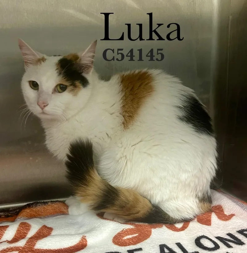 A young medium-sized female Domestic Medium Hair cat named Luka for adoption in Clarksville, TN
