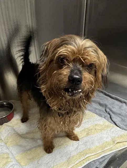 A young small-sized male Yorkshire Terrier dog named Corey for adoption in Fort Lauderdale, FL