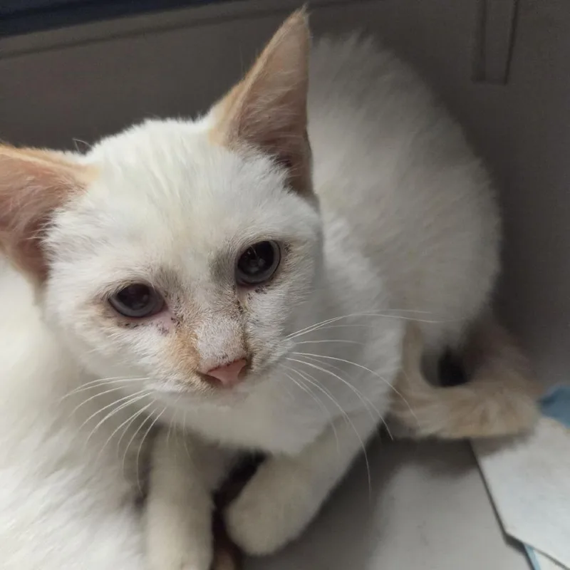 A baby small-sized male Domestic Short Hair cat named Luck Gandor for adoption in Austin, TX