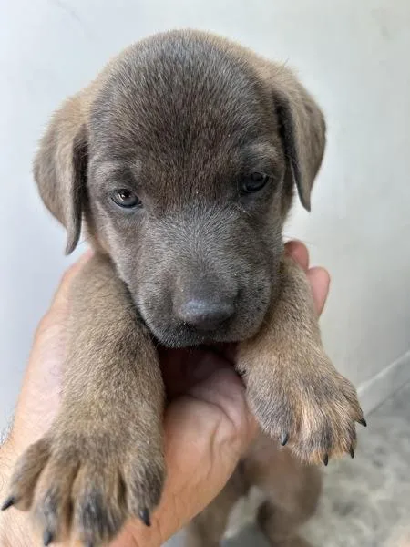 A baby medium-sized male Shepherd dog named Mookie for adoption in Victorville, CA