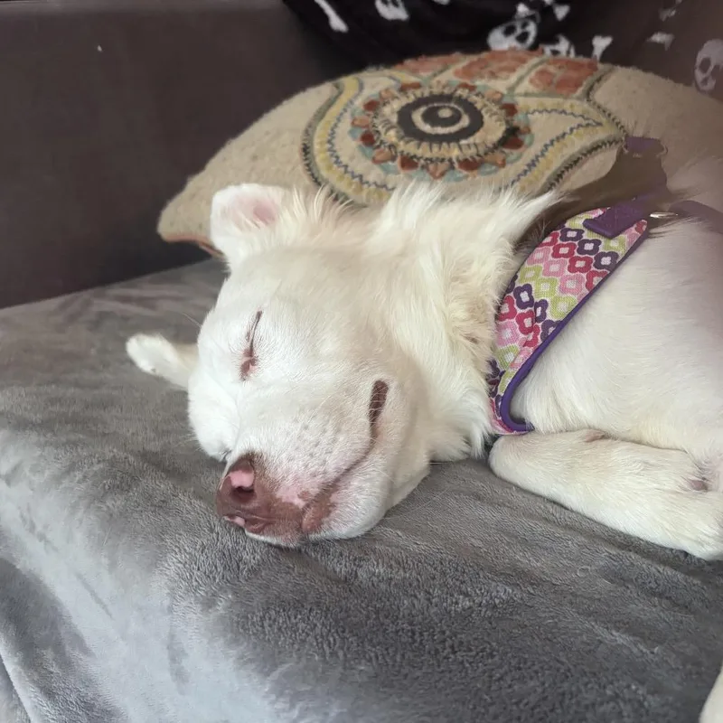 Milkshake thumbnail 2