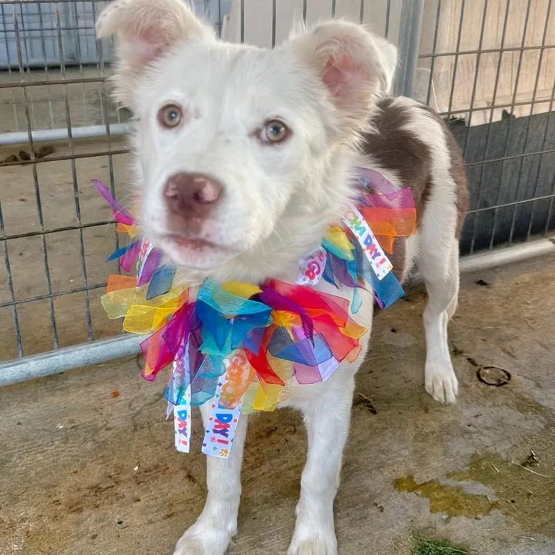 Milkshake thumbnail 3