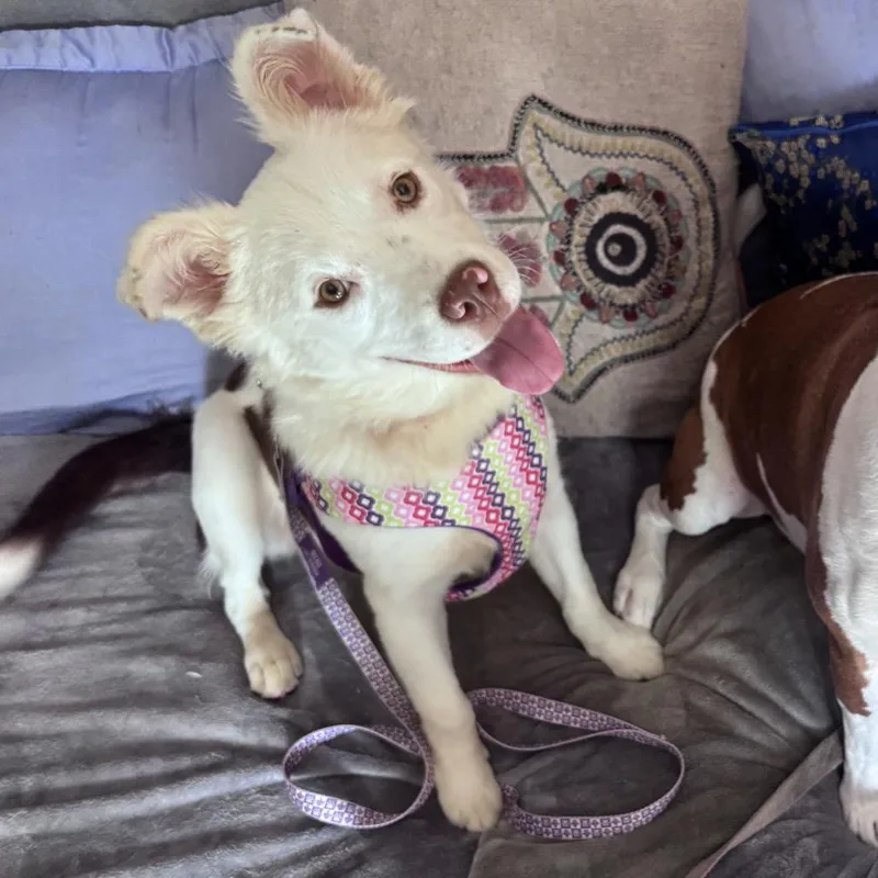 Milkshake thumbnail 4