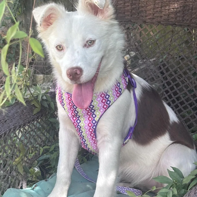 Milkshake thumbnail 5