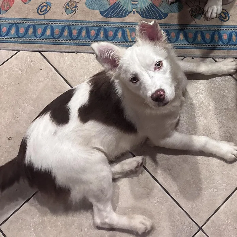 Milkshake thumbnail 6