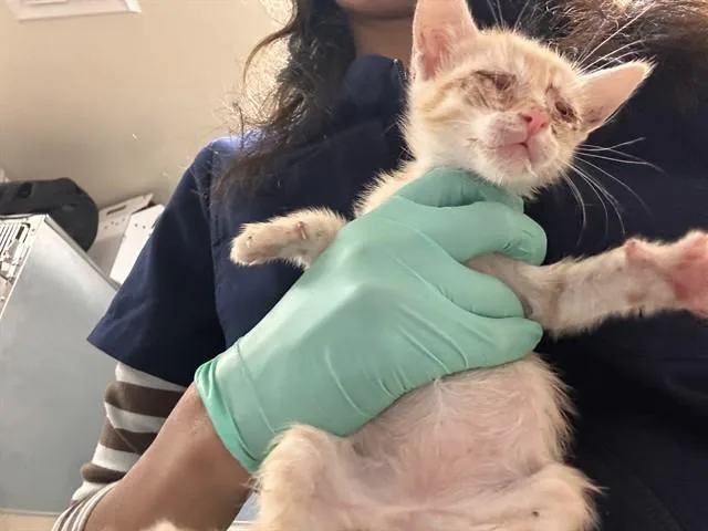 A baby small-sized female Domestic Short Hair cat named Angelica Pickles for adoption in Riverside, CA