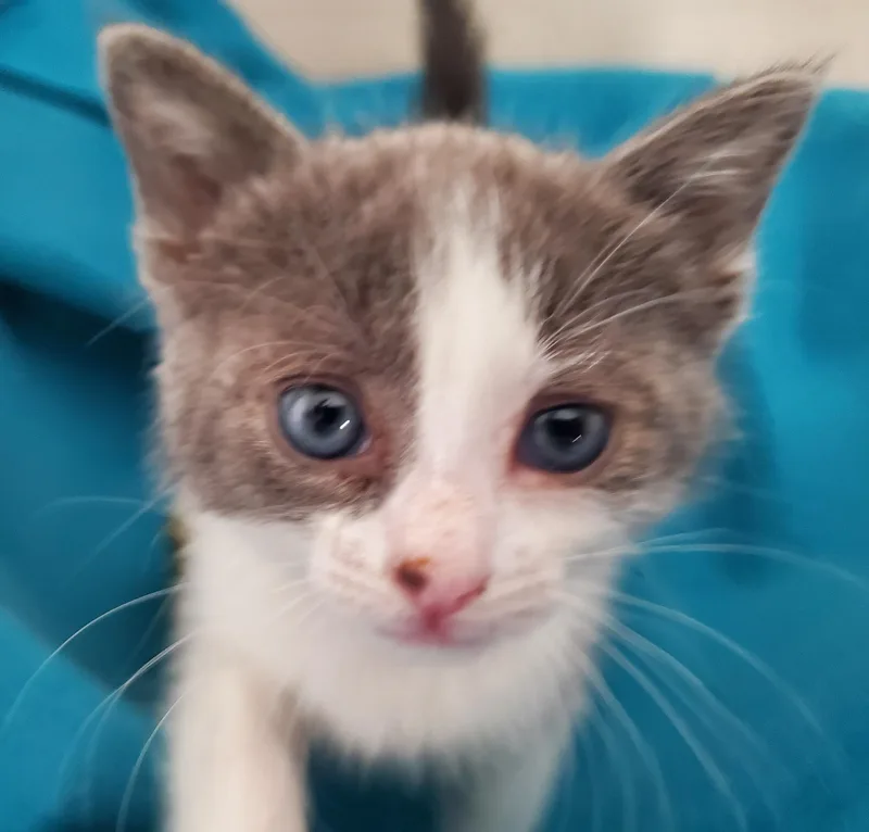 A baby small-sized female Domestic Short Hair cat named Sundae for adoption in Carlsbad, CA