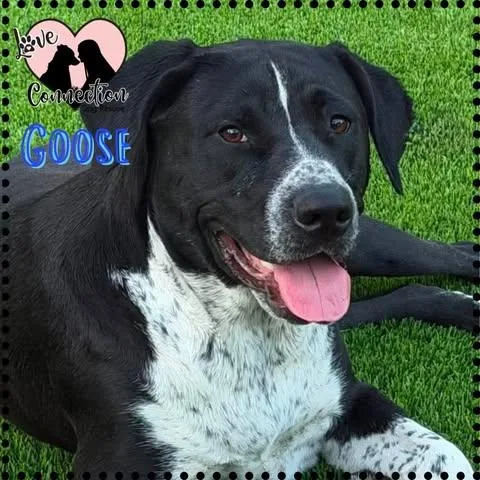 A baby medium-sized male Black Australian Cattle Dog / Blue Heeler dog named Goose for adoption in Gilbert, AZ