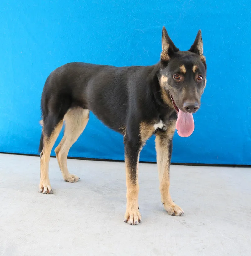 A young medium-sized female German Shepherd Dog dog named Dakota for adoption in Pasadena, CA
