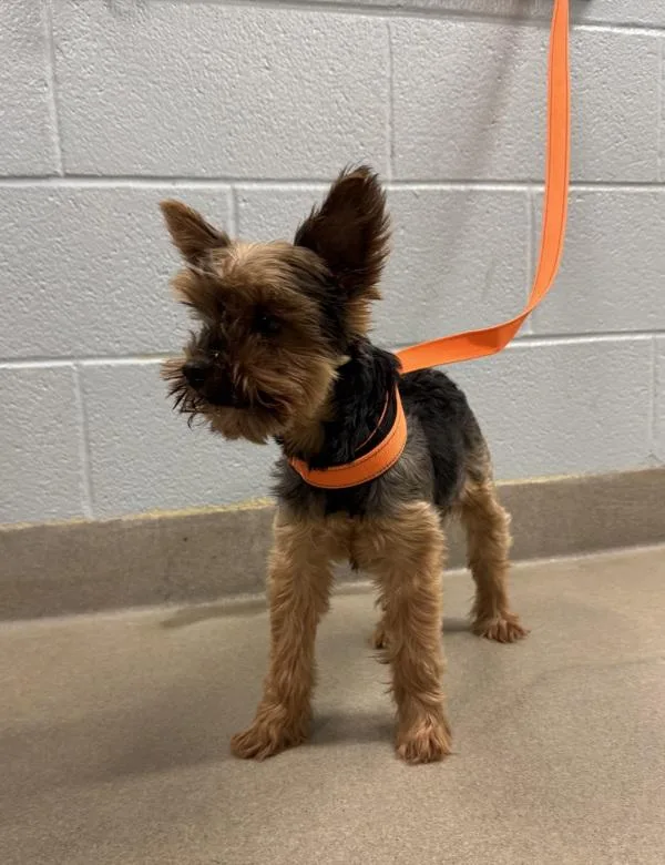 An adult small-sized male Yorkshire Terrier dog named Lucky for adoption in Millersville, MD