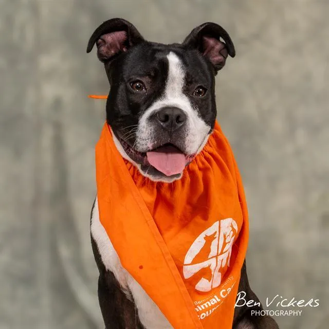 A young medium-sized male Staffordshire Bull Terrier dog named Wiggles for adoption in Albuquerque, NM