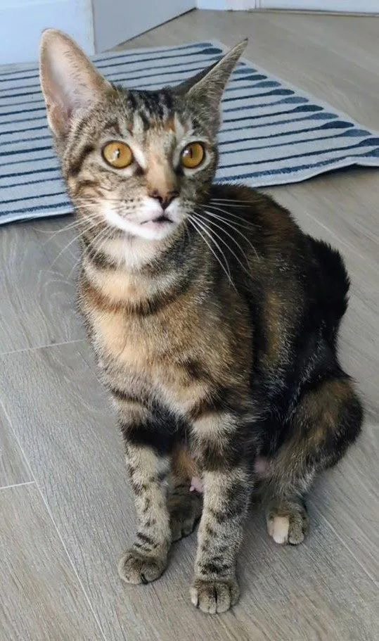 A young medium-sized female Domestic Short Hair cat named Westfall for adoption in Satellite Beach, FL