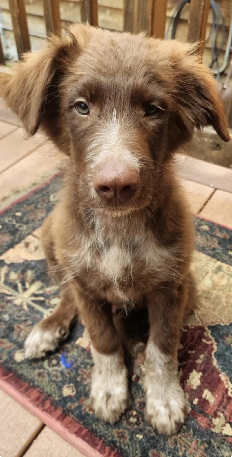 A baby large-sized male Border Collie dog named Mork for adoption in Rancho Cucamonga, CA