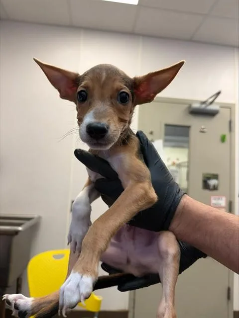 A baby small-sized male Australian Cattle Dog / Blue Heeler dog named Bear for adoption in Tucson, AZ