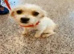 A baby small-sized female Terrier dog named Ring for adoption in Largo, FL