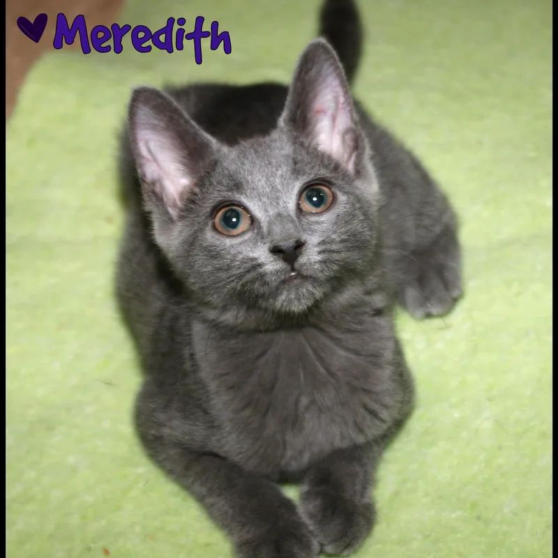 A baby medium-sized female Domestic Short Hair cat named Meredith for adoption in Shippenville, PA