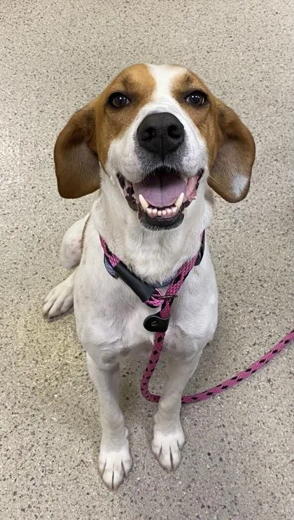 An adult large-sized male Coonhound dog named Cooper for adoption in Fishers, IN