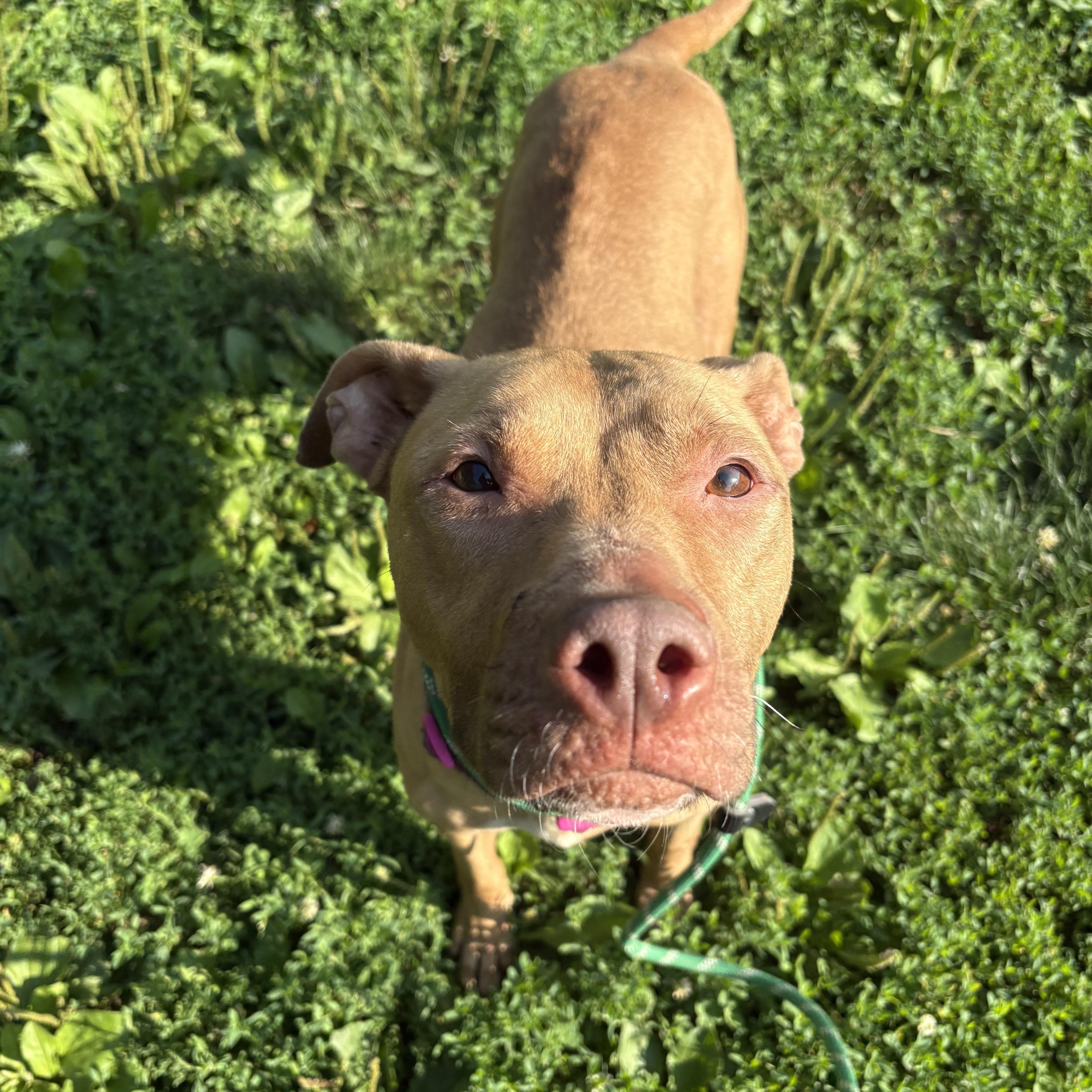 A young medium-sized female Golden Pit Bull Terrier dog named CaramelLizzie for adoption in Yonkers, NY