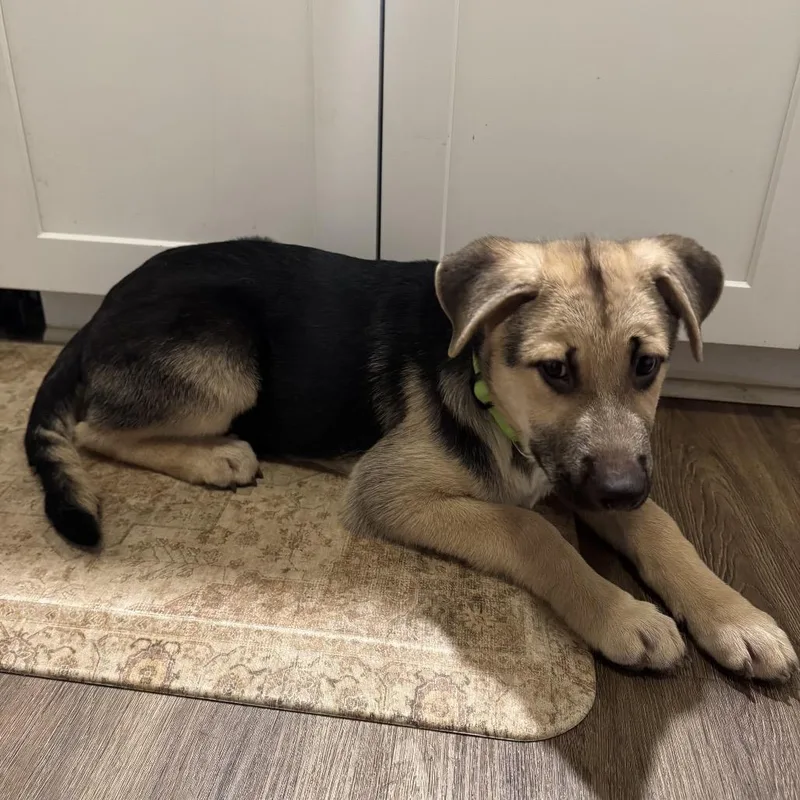 A baby medium-sized male White / Cream German Shepherd Dog dog named Tommy for adoption in Houston, TX