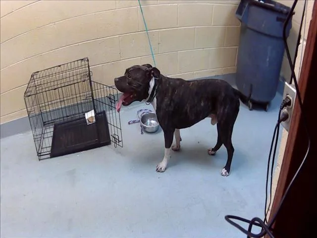 A young large-sized male Pit Bull Terrier dog named Hammer for adoption in Tulsa, OK