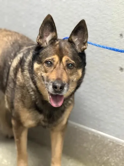 An adult medium-sized female German Shepherd Dog dog named Darla for adoption in Las Vegas, NV