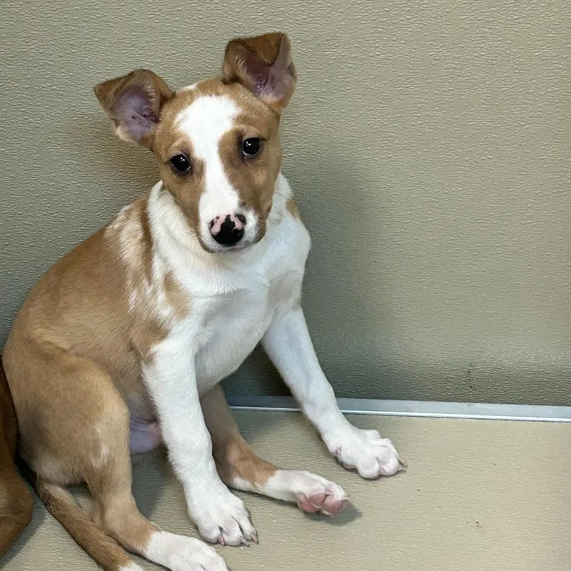 A baby small-sized male Apricot / Beige Cattle Dog dog named Grid for adoption in Durango, CO