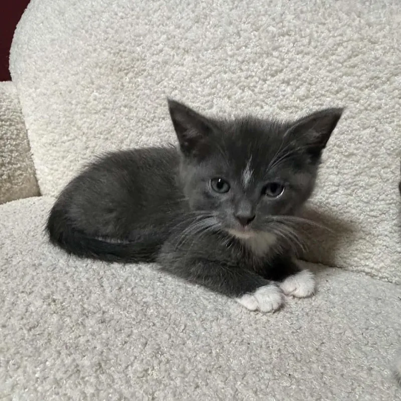 A baby small-sized male Gray / Blue / Silver Domestic Short Hair cat named Sergeant C for adoption in Princeton, MN