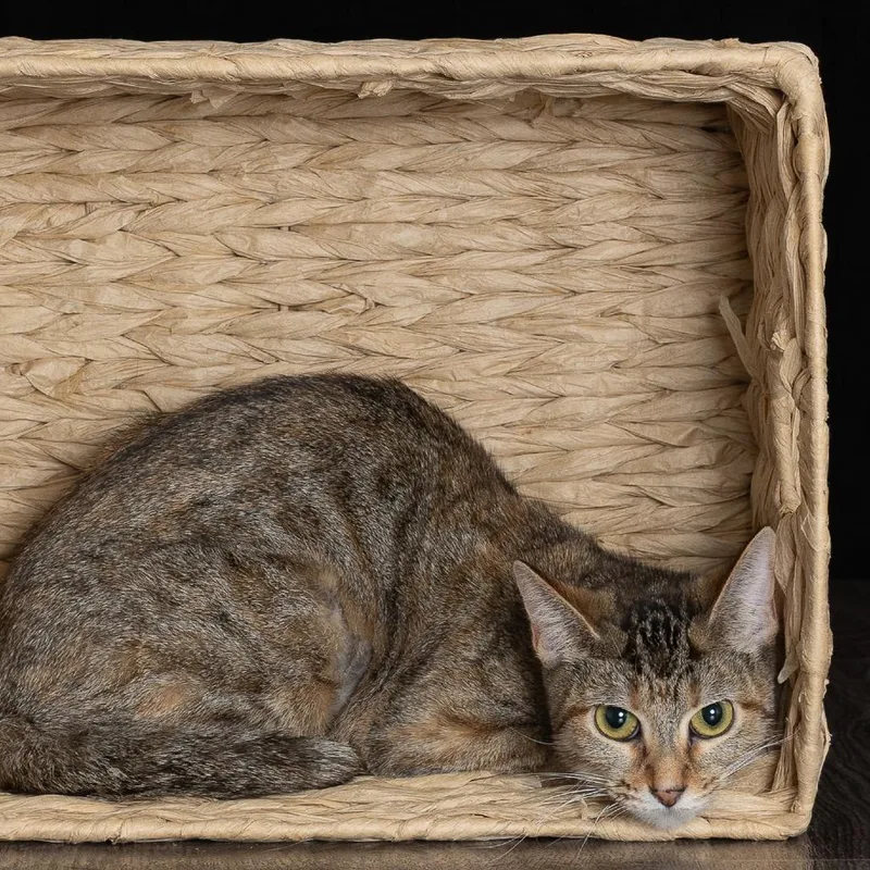 A young medium-sized female Torbie American Shorthair cat named Tiki for adoption in Collinsville , OK