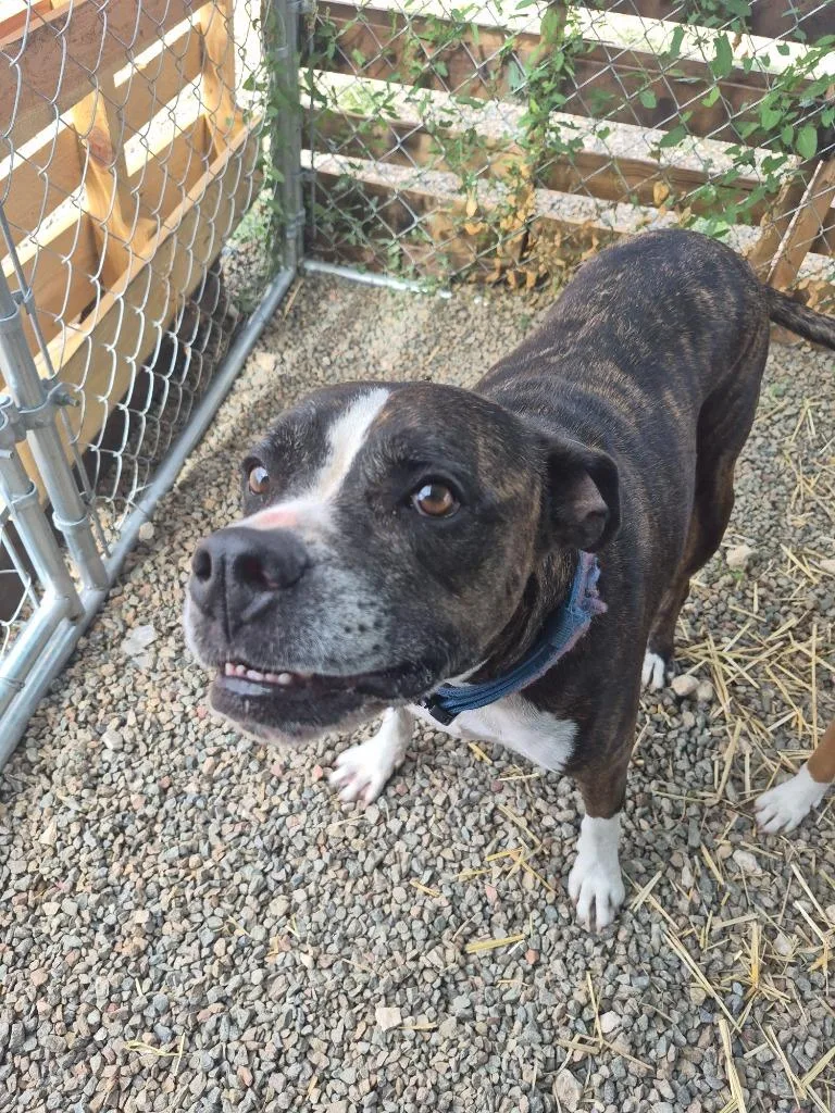 An adult medium-sized male Pit Bull Terrier dog named Eddie for adoption in Moriarty, NM