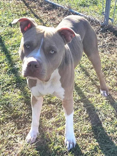 An adult large-sized male American Staffordshire Terrier dog named Leo for adoption in Brunswick, GA