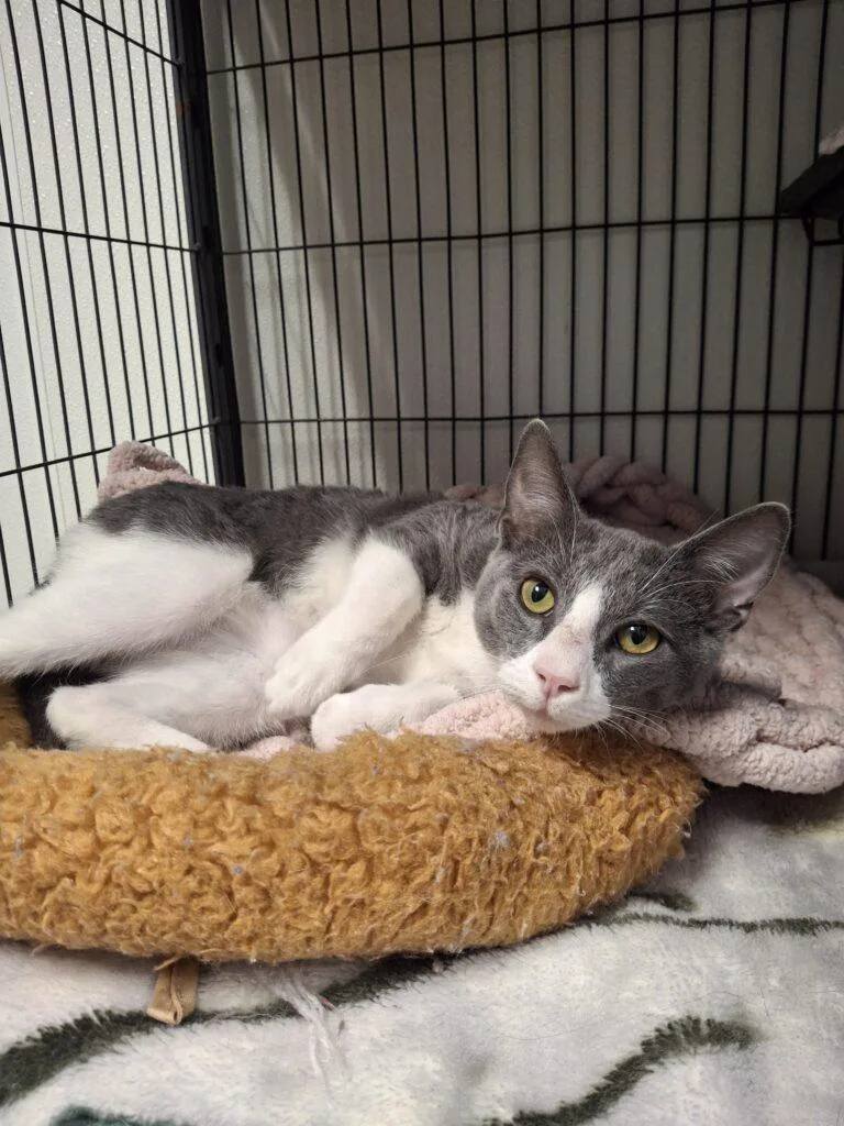 Luca