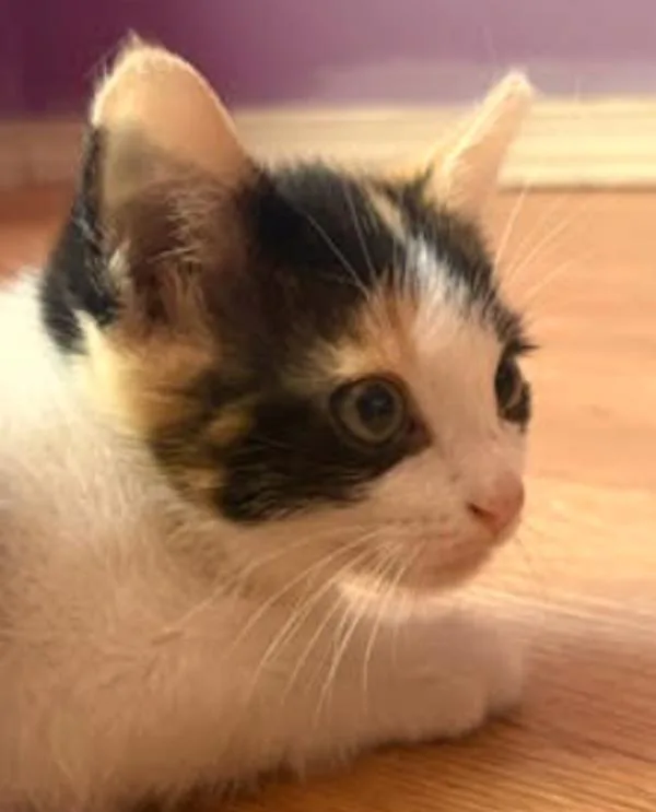 A baby small-sized female Domestic Short Hair cat named Tarot K Cinnamon for adoption in Sherwood, OR