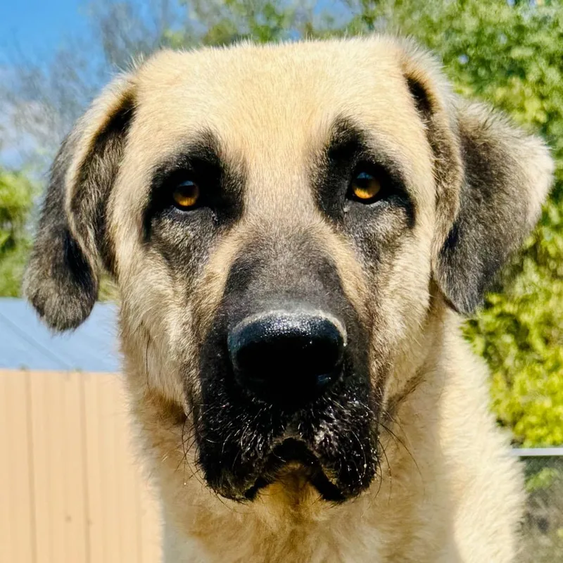 An adult extra large-sized male Great Pyrenees dog named Chico for adoption in Lebanon, MO