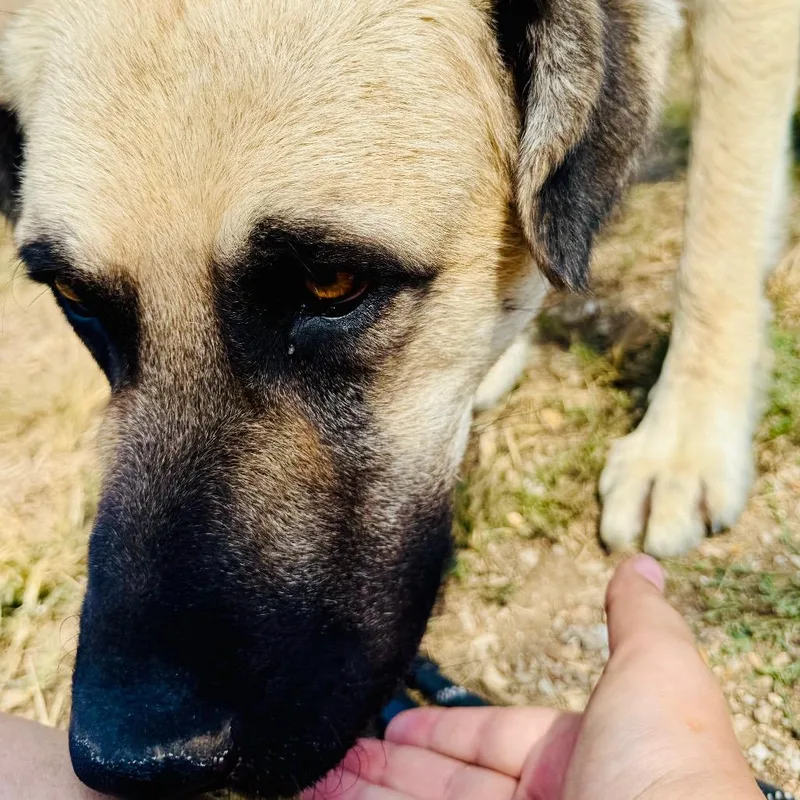 Chico thumbnail 5