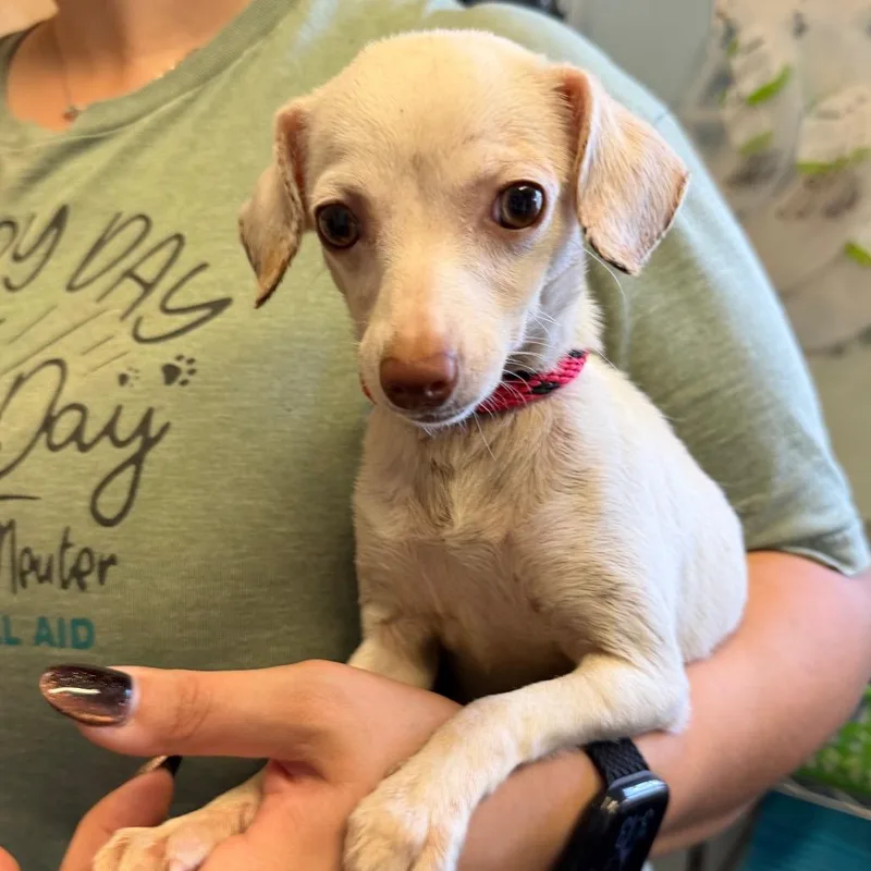 A baby small-sized female White / Cream Chihuahua dog named Queen Size for adoption in Carencro, LA